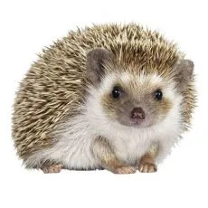 Klietka pre ježka