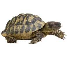 Korytnačky a ter&aacute;riov&eacute; živoč&iacute;chy