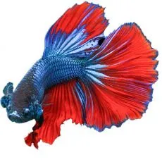 Guppy, betty