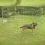 Ohr&aacute;dka pre psa Dog Park 2