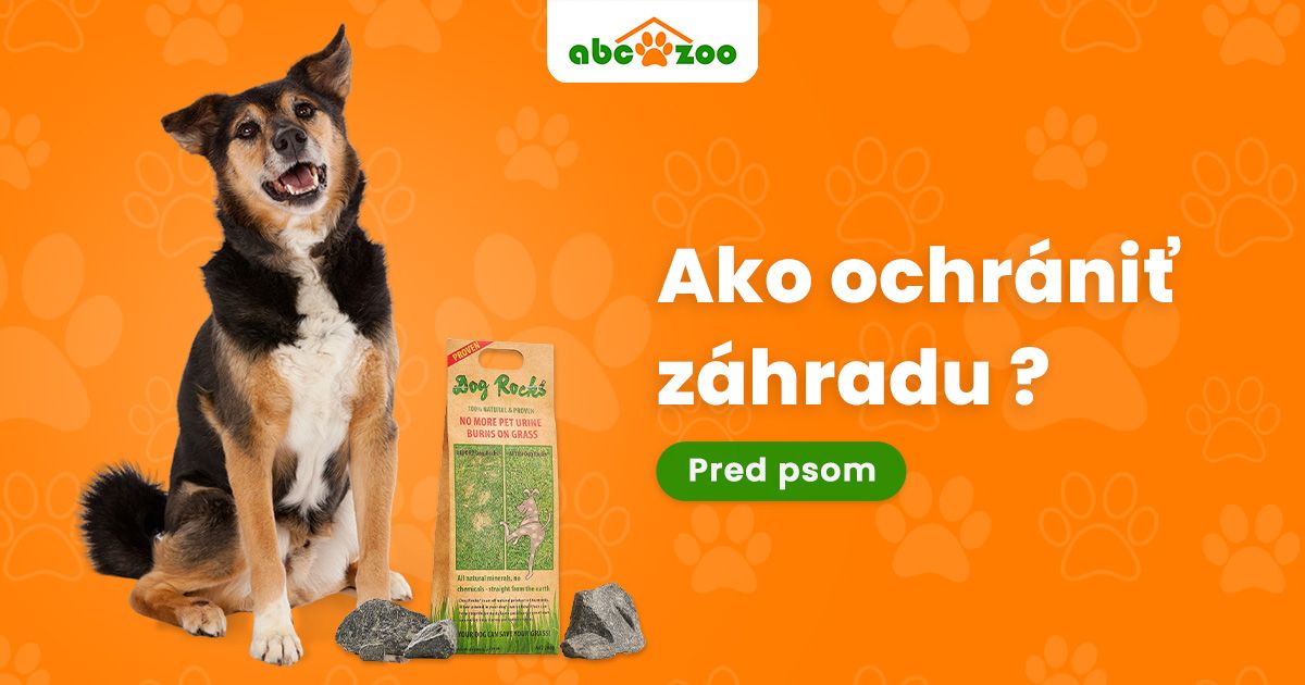 5 trikov ako ochr&aacute;niť z&aacute;hradu pred psom