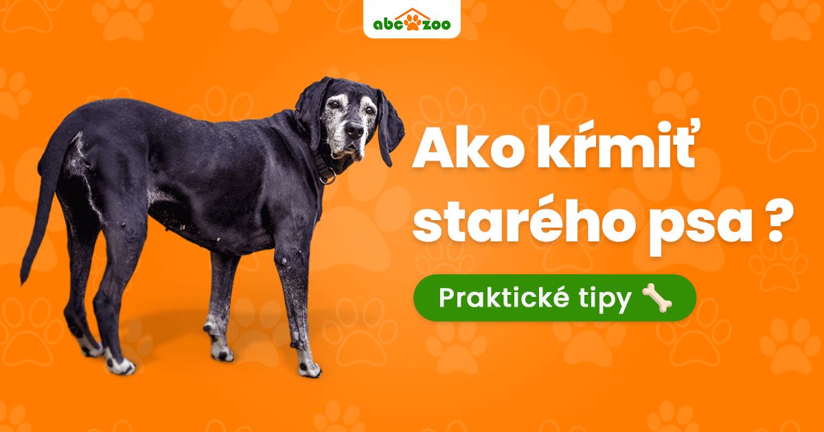 Ako spr&aacute;vne kŕmiť star&scaron;ieho psa &ndash; seniora?
