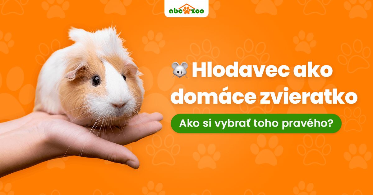 Ak&eacute;ho hlodavca si vybrať za dom&aacute;ce zvieratko?