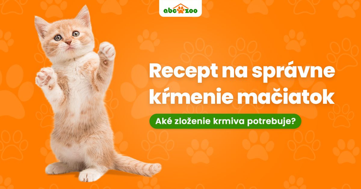 Recept na spr&aacute;vne kŕmenie mačiatok